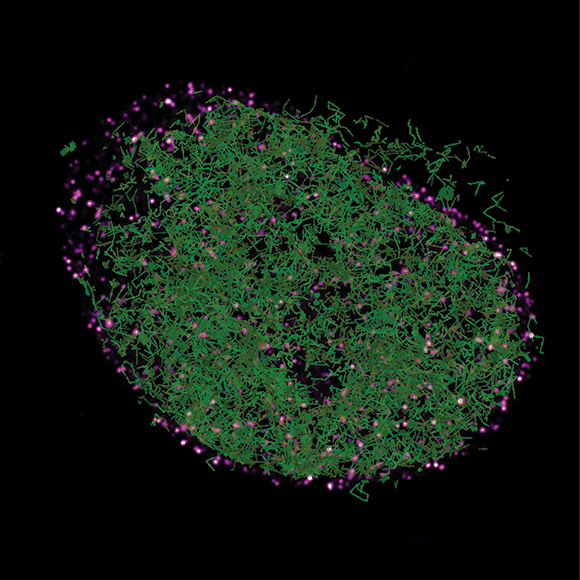 Janelia Fluor® Dyes Janelia Research Campus